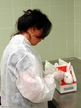 Una investigadora del Ibiomed toma muestras de un conejo tratado con melatonina.