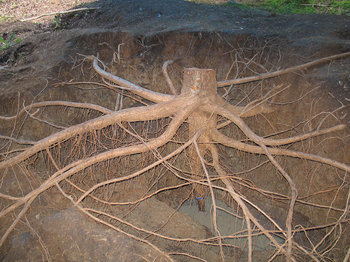 Las raíces de los árboles tropicales representan casi el 30 por ciento de la biomasa total de los árboles jóvenes. Los investigadores encontraron raíces que se extienden a más de 20 metros (60 pies) del tronco del árbol. Imagen cortesía de: M. Ogd