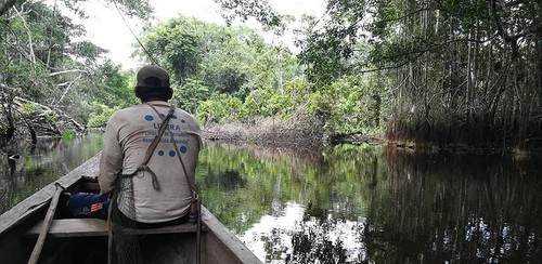Turbera en la Amazonia peruana/University of Cambridge