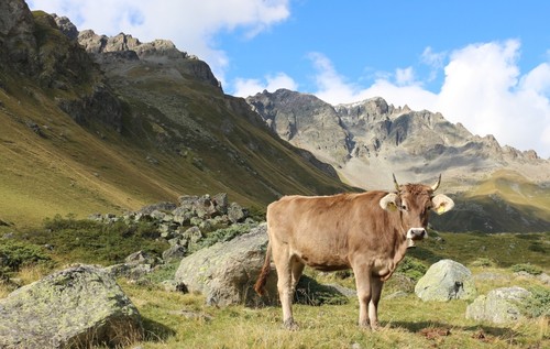 Pastoreo transhumante en los Alpes. Foto: Andrea Kay.
