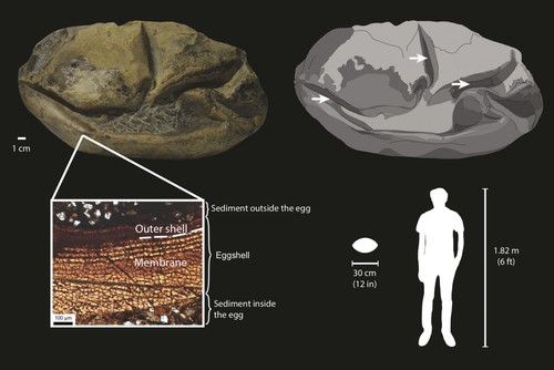 Diagrama que muestra el huevo fósil, sus partes y su tamaño relativo/Legendre et al. (2020)