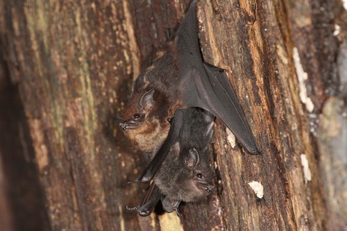 Pareja madre-cachorro del murciélago de sacos, 'Saccopteryx bilineata', en su nido. El cachorro (pelaje oscuro) se sostiene del vientre de la madre (pelaje claro)/Michael Stifter.