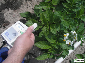 Un científico realiza pruebas en un cultivo de patata en un campos de ensayo.