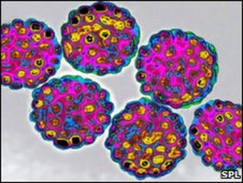 Virus del papiloma humano. Foto: Infouniversidades.