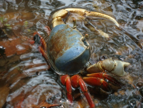 Especie de crustáceo que habita en el bosque de mangle. Imagen cedida por Heyddy Calderon.
