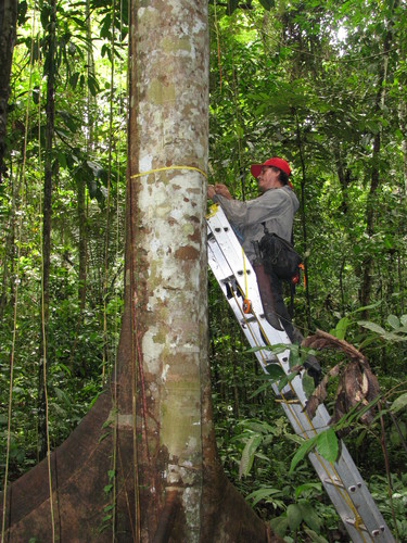 Un científico mide los árboles del Amazonas de Perú. Foto: Roel Brienen.