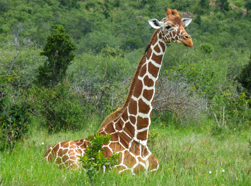 Las jirafas pueden consumir, en promedio, alrededor de 75 libras de vegetación por día, principalmente en parajes planos de la sabana, como valles y mesetas/Duncan Kimuyu.