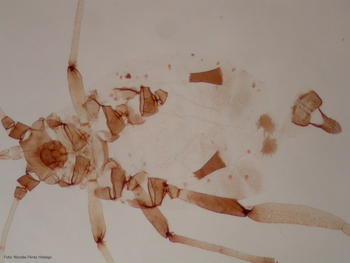 Hembra ovípara de 'Toxoptera aurantii' conservada en la colección de la Universidad de León.