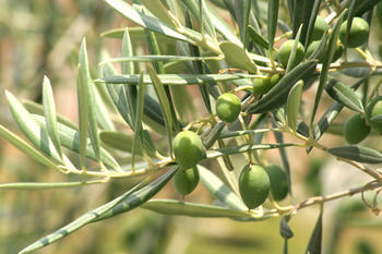 El ácido oleanólico se extrae de plantas como el olivo (FOTO: ITE).