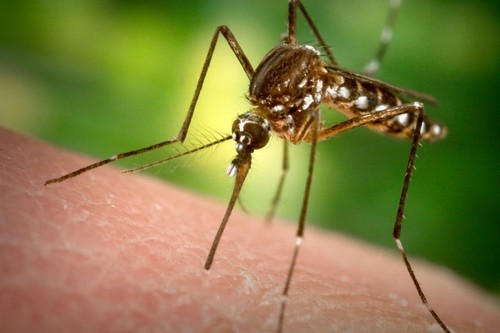 Mosquito del género Aedes. FOTO: UNL