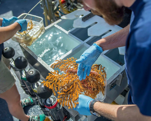 Los investigadores manejan cuidadosamente los especímenes de referencia recogidos durante una de las inmersiones del VOR. Crédito: Ocean Exploration Trust/Nautilus Live.