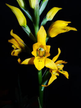 Orquídea (FOTO: UdeC).