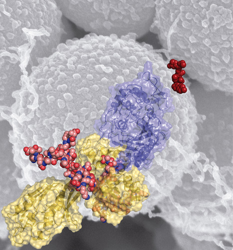 Estructura tridimensional de la proteína PBP2a de MRSA. Imagen: CSIC. 