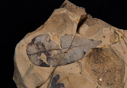Hojas de fósiles de hace 50 millones de años/Jorge Alemán STRI