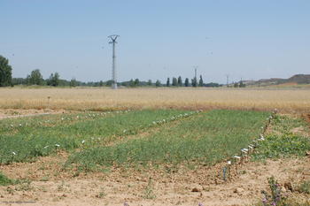 Campo de cultivo de garbanzos en León.