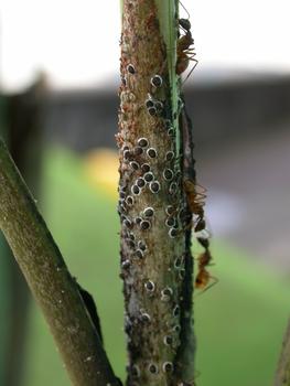 Colonia de 'Cerataphis brasiliensis' atendida por la hormiga 'Camponotus atriceps' en la planta 'Chamaedora costaricana' o pacaya. Foto: Nicolás Pérez Hidalgo.