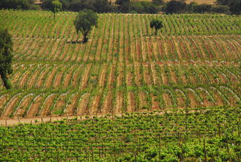 Imagen de viñedos en Chile (por Pablo Marquet).