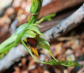 Orquídea (FOTO: UdeC).