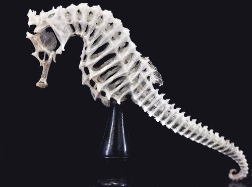 Esqueleto de caballito de mar. Foto: Jairo Ortega.