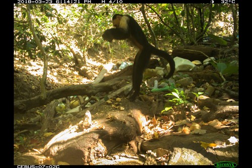 Mono capuchino macho usa una piedra para romper las semillas de un almendro indio, Terminalia catappa. Esta especie de árbol es común en las playas de todo el mundo/Brendan Barrett 