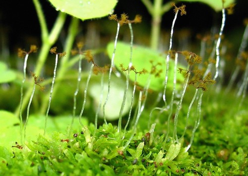 Especie de Riccardia, con esporofitos abiertos, en el Parque Natural Metropolitano. Las briofitas se reproducen por esporas, las liberan al aire y usan el viento para esparcirlas/José Gudiño, STRI.