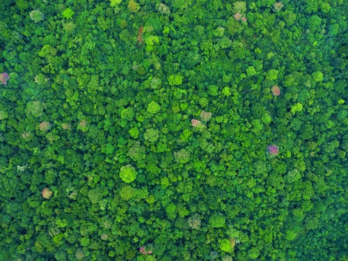 Imagen tomada con dron del dosel del bosque tropical de Isla Barro Colorado, Panamá./stri