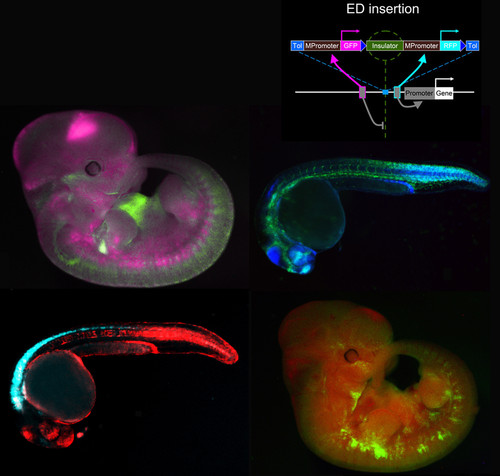 Diseñan una herramienta para generar mutaciones reguladoras en embriones de vertebrados. Imagen: UPO.