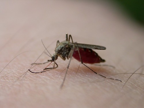Aedes aegypti/UCR