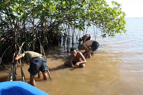 Recolección de muestras de bivalvos en los manglares nicaragüenses/Ionan Marigómez/UPV/EHU