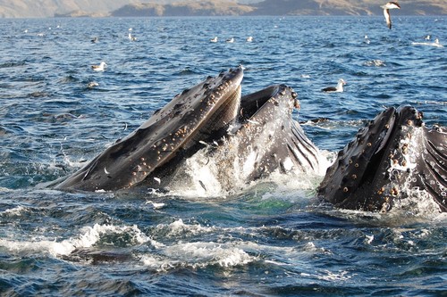 Alrededor de 100 ballenas jorobadas se alimentan cada verano en el sur de Chile/J.J. Capella