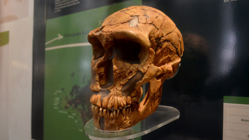 Cráneo de neandertal de la colección del Museo de La Plata utilizado para el estudio. Fotos: CONICET Fotografía/R. Baridón.