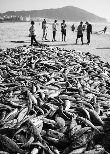 Fotografía sobre actividad pesquera publicada en un viejo periódico brasileño./ Eduardo Cassol - Livro Nossa Pesca