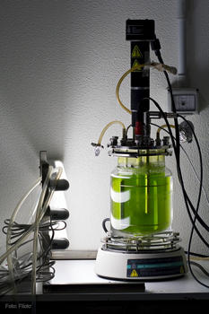 Biorreactor con el alga unicelular 'Chlamydomonas reinhardtii'.