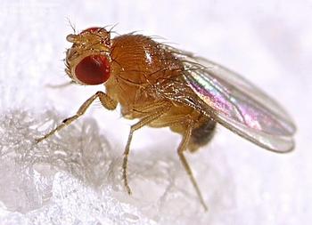 Mosca Drosophila melanogaster