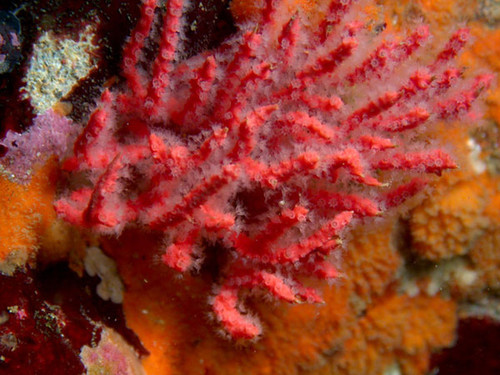 Coral rojo descubierto por el STRI. FOTO: STRI.
