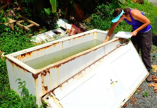 Kelly Bennett, post-doctoral fellow samples mosquito larvae in Panama-wide survey/Carmelo Gómez Martínez