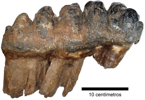 Un tercer molar de gonfotérido hallado en la Isla Grande de Chiloé, en la Región de Los Lagos, en Chile. Autor: Mario Pino.