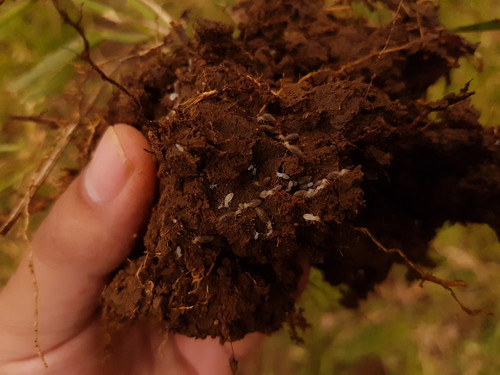 Termitas en suelo de la Amazonia.