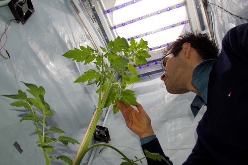 Aaron Velez Ramirez revisando una planta de jitomate.
