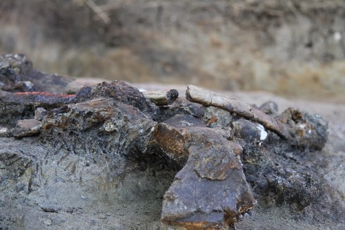 Restos óseos de rinoceronte “in situ” con marcas de carnicería del yacimiento de Kalinga (©MARCHE, MNHN & National Museum of the Philippines).