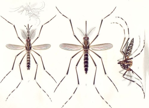 Mosquito de la especie Aedes aegypti, vector de flavivirus; imagen: Emil August Goeldi (1859 – 1917)/ Memórias do Museu Goeldi, Wikimedia Commons