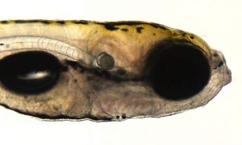 Larva de pez cebra, un animal con enorme potencial en fotofarmacología. / IQAC.