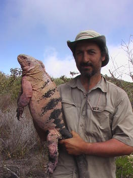 El investigador italiano Gabriele Gentile sostiene un especimen de iguana rosada, 'Conolophus marthae'. (Foto: cortesía de Gabriele Gentile)