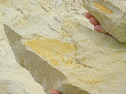 Detalle de una hoja fosilizada hallada en Puerto de la Cadena. Foto: IPHES.