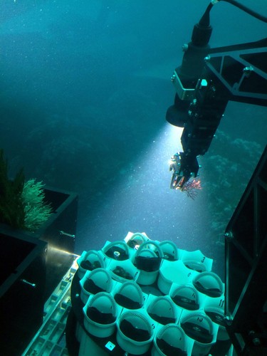 Deep Sea submersible collects coral sample. El sumergible DeepSea recoge muestras de coral/Héctor Guzmán/STRI