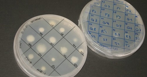 Placas de cultura bacteriana com amostras de algumas das bactérias agora descobertas no Centro de Estudos do Ambiente e do Mar.