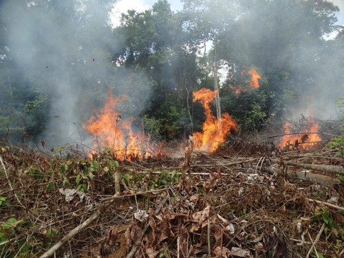 Incendio en la Amazonia colombiana/Uriel Murcia/Instituto Sinchi, Colombia