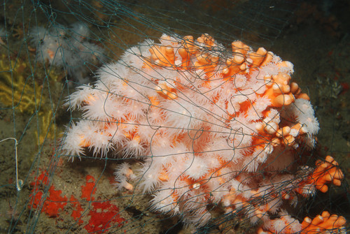 Colonia de coral enganchada por una red. Foto: UGR.