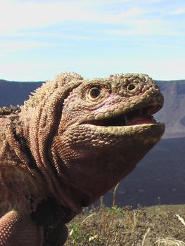 Hembra de 'Conolophus marthae' o iguana rosada de las Galápagos. (Foto: Grabriele Gentile)