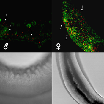 Imágenes de microscopía confocal donde se muestra la localización de la anexina de 'Schistosoma bovis' (en rojo) en la superficie del tegumento en hembras y machos. Foto: E. de la Torre.
